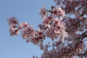 桜　花見　富山